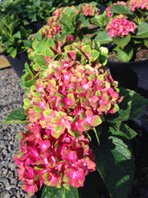 Load image into Gallery viewer, ***Pistachio*** Hydrangea Macrophylla Starter Plant
