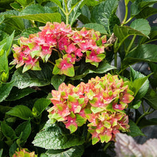 Load image into Gallery viewer, ***Pistachio*** Hydrangea Macrophylla Starter Plant
