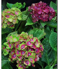 Load image into Gallery viewer, ***Pistachio*** Hydrangea Macrophylla Starter Plant
