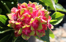 Load image into Gallery viewer, ***Pistachio*** Hydrangea Macrophylla Starter Plant
