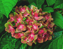 Load image into Gallery viewer, ***Pistachio*** Hydrangea Macrophylla Starter Plant
