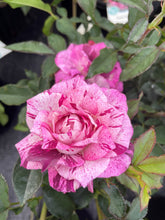 Load image into Gallery viewer, ~~PURPLE TIGER~~Fully Grown Blooming Size Rose Bush Plant~~VERY RARE~~HTF~~
