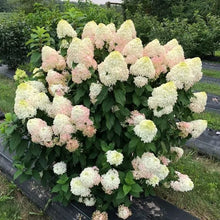 Load image into Gallery viewer, QUICK FIRE FAB~~Hydrangea Starter Plant~Blooms from Snow White to Raspberry
