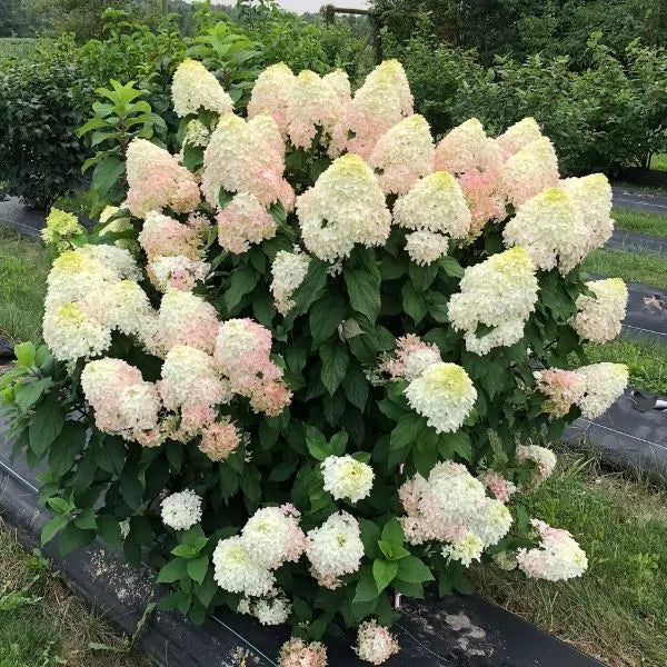 QUICK FIRE FAB~~Hydrangea Starter Plant~Blooms from Snow White to Raspberry