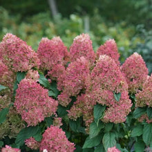 Load image into Gallery viewer, QUICK FIRE FAB~~Hydrangea Starter Plant~Blooms from Snow White to Raspberry
