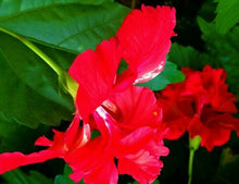 Load image into Gallery viewer, *RED LION&#39;S TAIL** POM POM POODLE Tropical Hibiscus Plant***WELL ROOTED**
