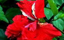 Load image into Gallery viewer, *RED LION&#39;S TAIL** POM POM POODLE Tropical Hibiscus Plant***WELL ROOTED**
