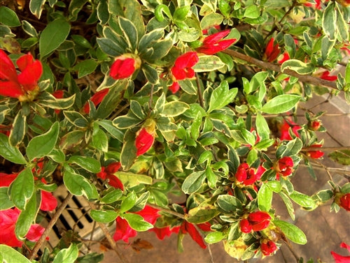 ~RED LUSTER~~Azalea Rhododendron Deciduous Starter Plant~~VARIEGATED LEAVES