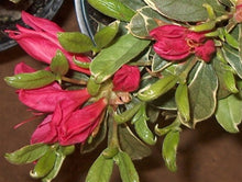 Load image into Gallery viewer, ~RED LUSTER~~Azalea Rhododendron Deciduous Starter Plant~~VARIEGATED LEAVES
