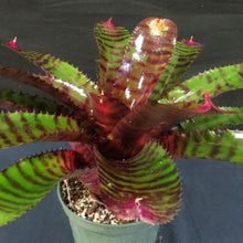 Load image into Gallery viewer, ~~RED TIGER~~Neoregelia Bromeliad~~ROOTED STARTER PLANT~~SHIPS BARE ROOTED
