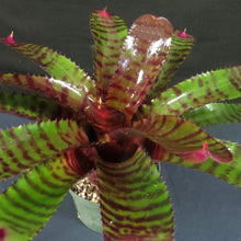 Load image into Gallery viewer, ~~RED TIGER~~Neoregelia Bromeliad~~ROOTED STARTER PLANT~~SHIPS BARE ROOTED
