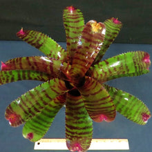 Load image into Gallery viewer, ~~RED TIGER~~Neoregelia Bromeliad~~ROOTED STARTER PLANT~~SHIPS BARE ROOTED
