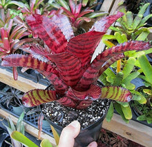 Load image into Gallery viewer, ~~RED TIGER~~Neoregelia Bromeliad~~ROOTED STARTER PLANT~~SHIPS BARE ROOTED
