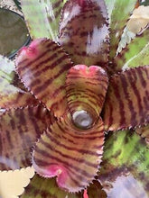 Load image into Gallery viewer, ~~RED TIGER~~Neoregelia Bromeliad~~ROOTED STARTER PLANT~~SHIPS BARE ROOTED
