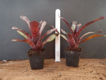 Load image into Gallery viewer, ~~RED TIGER~~Neoregelia Bromeliad~~ROOTED STARTER PLANT~~SHIPS BARE ROOTED
