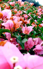 Load image into Gallery viewer, ** ROSENKA**Live Bougainvillea Well Rooted Starter Plant
