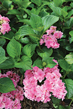 Load image into Gallery viewer, ***ROSY SPLENDOR*** Hydrangea Macrophylla AKA &#39;Tinkerbell&#39;  Starter Plant
