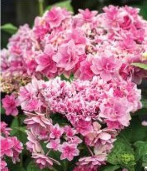 ***ROSY SPLENDOR*** Hydrangea Macrophylla AKA 'Tinkerbell'  Starter Plant