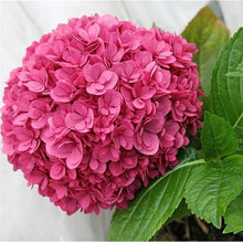 Load image into Gallery viewer, ***RUBY BLOSSOM*** Hydrangea Macrophylla Starter Plant
