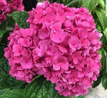 Load image into Gallery viewer, ***RUBY BLOSSOM*** Hydrangea Macrophylla Starter Plant
