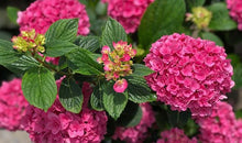 Load image into Gallery viewer, ***RUBY BLOSSOM*** Hydrangea Macrophylla Starter Plant
