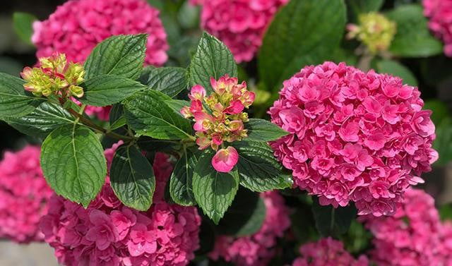 ***RUBY BLOSSOM*** Hydrangea Macrophylla Starter Plant