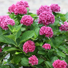 Load image into Gallery viewer, ***RUBY BLOSSOM*** Hydrangea Macrophylla Starter Plant
