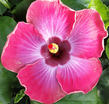 Load image into Gallery viewer, ***RUM RUNNER*** Small Rooted Exotic Tropical Hibiscus Starter Plant***AKA Fancy Hibiscus
