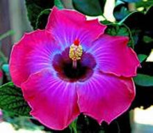 Load image into Gallery viewer, ***RUM RUNNER*** Small Rooted Exotic Tropical Hibiscus Starter Plant***AKA Fancy Hibiscus
