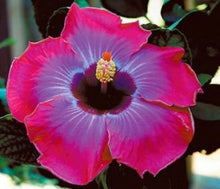 Load image into Gallery viewer, ***RUM RUNNER*** Small Rooted Exotic Tropical Hibiscus Starter Plant***AKA Fancy Hibiscus
