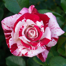 Load image into Gallery viewer, ~~SCENTIMENTAL~~Fully Grown Blooming Size Rose Bush Plant~~VERY RARE~~HTF~~
