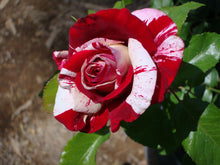 Load image into Gallery viewer, ~~SCENTIMENTAL~~Fully Grown Blooming Size Rose Bush Plant~~VERY RARE~~HTF~~
