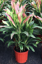 Load image into Gallery viewer, **SHERBERT** Cordyline Terminalis Hawaiian Ti Plant** AKA Good Luck Plants
