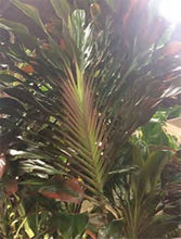 Load image into Gallery viewer, **SINGAPORE TWIST** Cordyline Terminalis Hawaiian Ti Plant **AKA Good Luck Plants
