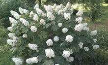 Load image into Gallery viewer, ***SNOW QUEEN*** Hydrangea Macrophylla Starter Plant
