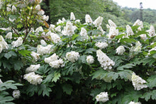 Load image into Gallery viewer, ***SNOW QUEEN*** Hydrangea Macrophylla Starter Plant
