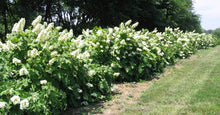 Load image into Gallery viewer, ***SNOW QUEEN*** Hydrangea Macrophylla Starter Plant
