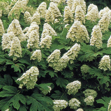 Load image into Gallery viewer, ***SNOW QUEEN*** Hydrangea Macrophylla Starter Plant
