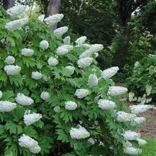 Load image into Gallery viewer, ***SNOW QUEEN*** Hydrangea Macrophylla Starter Plant
