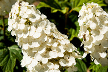 Load image into Gallery viewer, ***SNOW QUEEN*** Hydrangea Macrophylla Starter Plant
