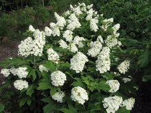 Load image into Gallery viewer, ***SNOW QUEEN*** Hydrangea Macrophylla Starter Plant
