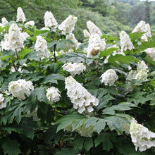 Load image into Gallery viewer, ***SNOW QUEEN*** Hydrangea Macrophylla Starter Plant
