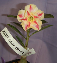 Load image into Gallery viewer, ~~STARBURST~~Grafted Adenium Obesum Desert Rose Plant
