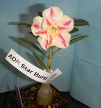 Load image into Gallery viewer, ~~STARBURST~~Grafted Adenium Obesum Desert Rose Plant
