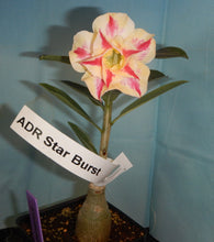 Load image into Gallery viewer, ~~STARBURST~~Grafted Adenium Obesum Desert Rose Plant
