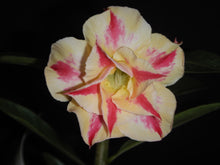 Load image into Gallery viewer, ~~STARBURST~~Grafted Adenium Obesum Desert Rose Plant
