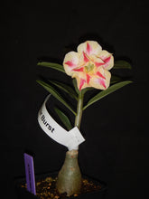 Load image into Gallery viewer, ~~STARBURST~~Grafted Adenium Obesum Desert Rose Plant
