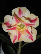 Load image into Gallery viewer, ~~STARBURST~~Grafted Adenium Obesum Desert Rose Plant
