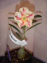 Load image into Gallery viewer, ~~STARBURST~~Grafted Adenium Obesum Desert Rose Plant
