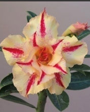 Load image into Gallery viewer, ~~STARBURST~~Grafted Adenium Obesum Desert Rose Plant
